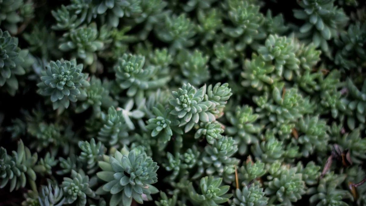 How to Install Vinyl Plank Flooring