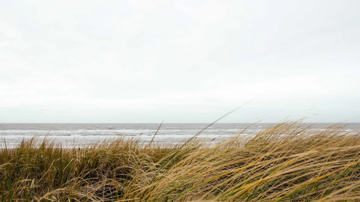 How to Travel with Pet