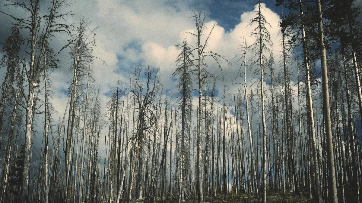 How to Install Transition Strips