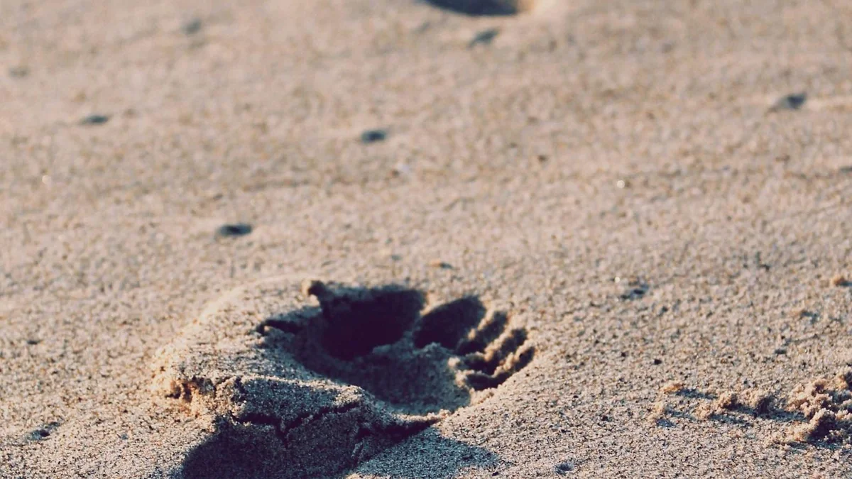 How to Install Hardwood Flooring