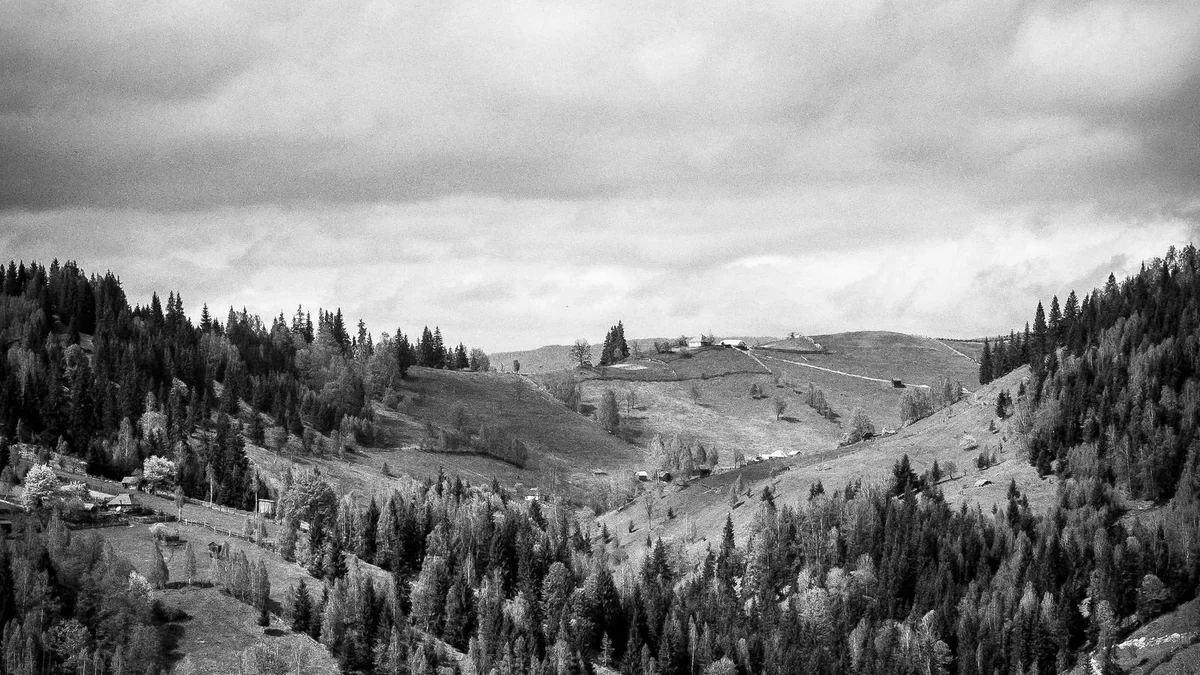 How to Find Pet Sitter