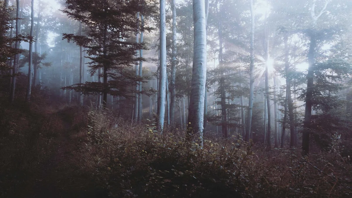 How to Clean Dryer Vent