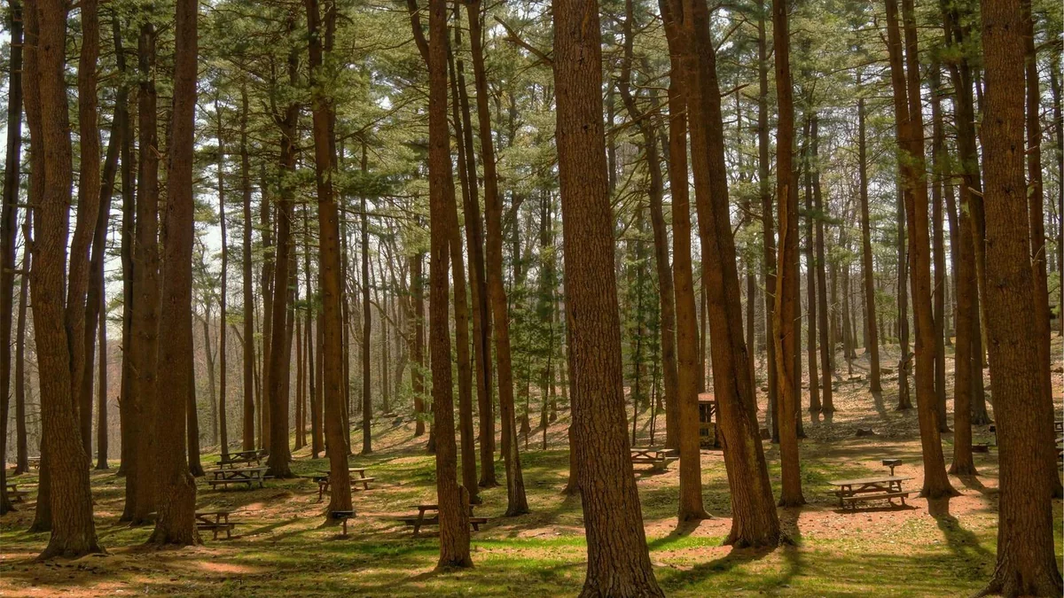 How to Trim Dog Nails